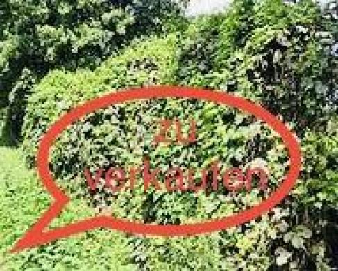 Grundstück kaufen Alfeld (Leine) gross i50j2ys9emlp