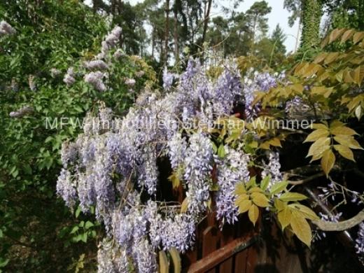 Grundstück kaufen Wildau gross itjlqdp6tu6n