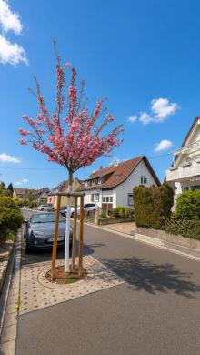 Haus Renningen gross yd78qqk1s635