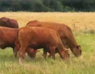 Gewerbe kaufen Asuncion klein 78a0gyuj3hok