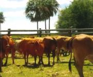 Gewerbe kaufen Asuncion klein li5czsn8jh5j