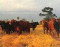 Gewerbe kaufen Asuncion klein ucau5qyap3o8