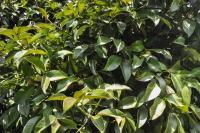 Gewerbe kaufen Cachoeiras de Macacu klein 1j07yblx0g6o