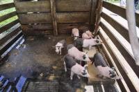 Gewerbe kaufen Cachoeiras de Macacu klein ltghxc08fksp