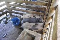 Gewerbe kaufen Cachoeiras de Macacu klein wb7hj0a8cjlo
