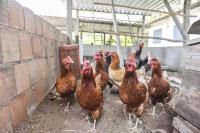 Gewerbe kaufen Cachoeiras de Macacu klein yht8dx3mg6j1