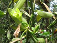 Gewerbe kaufen La Virgen klein o44i8eab0ntg