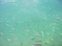 Gewerbe mieten Benitachell klein vpru5z8py32i