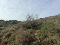 Grundstück kaufen Astratigos klein lz4rx8s3tp1u