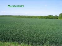 Grundstück kaufen Aurach klein pb10afrj3lkd