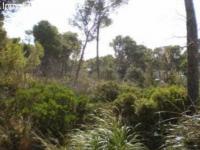 Grundstück kaufen Cala Ratjada klein fp0l23v16njs