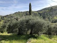 Grundstück kaufen Caldana klein xvaq8f2io7ta