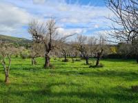 Grundstück kaufen Campanet klein 18ls36wprnlh