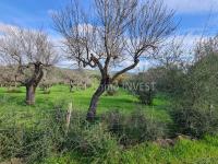 Grundstück kaufen Campanet klein lzamr1f75h2p