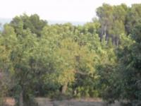 Grundstück kaufen Capdepera / Cala Ratjada klein wrdxmcnhm2ft