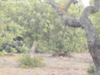 Grundstück kaufen Capdepera / Cala Ratjada klein xub5y3dwkoqc