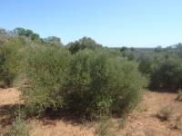 Grundstück kaufen Cas Concos klein 8zluuthw5r8y