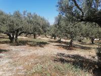 Grundstück kaufen Darmarochori klein 51teso9mj2bk