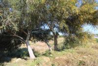 Grundstück kaufen Deryneia klein zbgfl98kkb5x