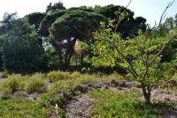 Grundstück kaufen Elviria klein awq6zn0421ws