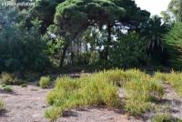 Grundstück kaufen Elviria klein gw6vvu9cij8l