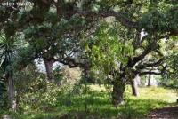 Grundstück kaufen Elviria klein un5epia7f06s