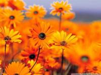 Grundstück kaufen Frankweiler klein dmtv8opnfl8g