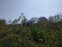 Grundstück kaufen Gerani bei Chania klein 7d708qbqctkr