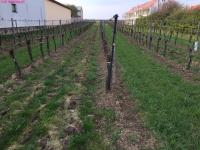 Grundstück kaufen Gols klein n6qdkf7btqoc