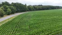 Grundstück kaufen Groß-Umstadt klein u4zl0fn7jlmw