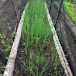 Grundstück kaufen klein 00hwa9by0qun