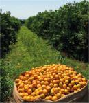 Grundstück kaufen klein 16xpznrpy5b1