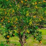 Grundstück kaufen klein i3lbva11jyoq