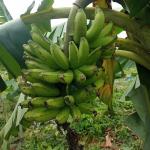 Grundstück kaufen klein yj55nj2coef0