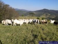 Grundstück kaufen Jovere-Villarrica klein wjzgna9kdscm