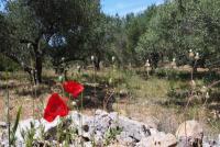 Grundstück kaufen Kalathas klein fguj7yvfeokk