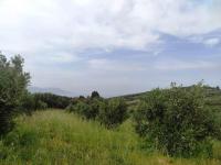 Grundstück kaufen Kastellos bei Kournas klein e2uap4cmm59c