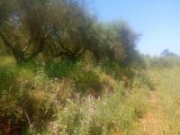 Grundstück kaufen Maleme klein eiuoyqcs3szo