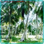 Grundstück kaufen Miches klein 1kyei5dw4v0a