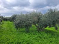 Grundstück kaufen Pagkalochori klein t4p2v95b0vb9