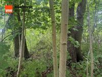 Grundstück kaufen Petershagen (Landkreis Märkisch-Oderland) klein 8xui4ykxhb9c