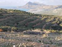 Grundstück kaufen Phalasarna klein akrpuhve3kxm