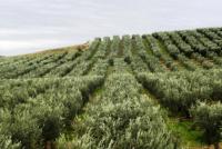 Grundstück kaufen Poluguros Chalkidiki klein 8n6c90bwluqx