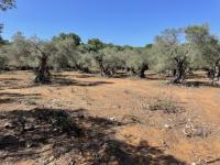 Grundstück kaufen Prines klein vyuqe2synzcr