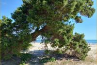 Grundstück kaufen Sa Coma klein e9svuxnyvsv5