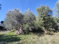 Grundstück kaufen seggiano klein gvnguq0c7imo