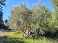 Grundstück kaufen seggiano klein vwco8df15zb7