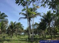 Grundstück kaufen Trancoso / Bahia klein 50w4jb4enf1u