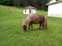 Haus kaufen Dalgopol klein 4jabn5kqtv5k