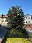 Haus kaufen Eppstein klein kzzm1pfq0lvh